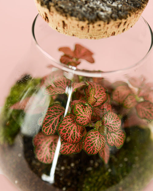 Terrario Valley – Fittonias Mix M - Pur Plant