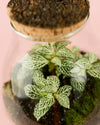 Terrario Valley – Fittonias Mix M - Pur Plant