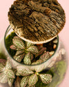 Terrario Valley – Fittonias Mix M - Pur Plant