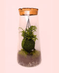 Terrário Vole – Kokodama L