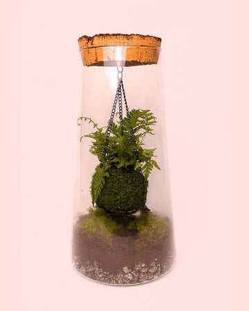 Terrário Vole – Kokodama L