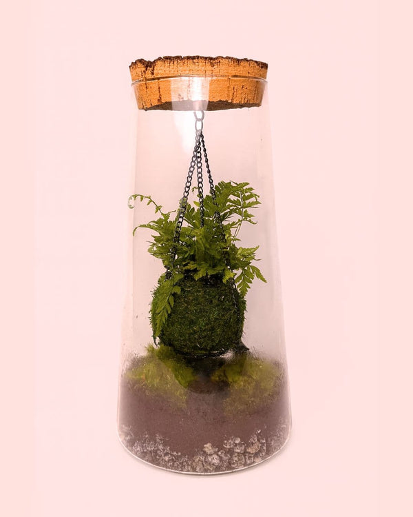 Cuidados de una Kokedama