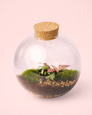 Terrário de Parede – Fittonia M