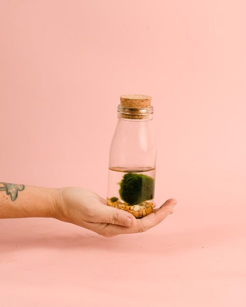 Terrario Wish – Marimo Ball Botella Mini - Pur Plant