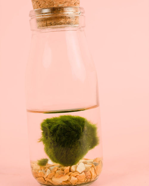 Terrario Wish – Marimo Ball Botella Mini - Pur Plant