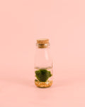 Terrário Wish – Garrafa Mini com Bola Marimo