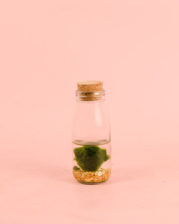 Terrário Wish – Garrafa Mini com Bola Marimo