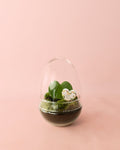 Terrário With Love- Hoya Kerrii M