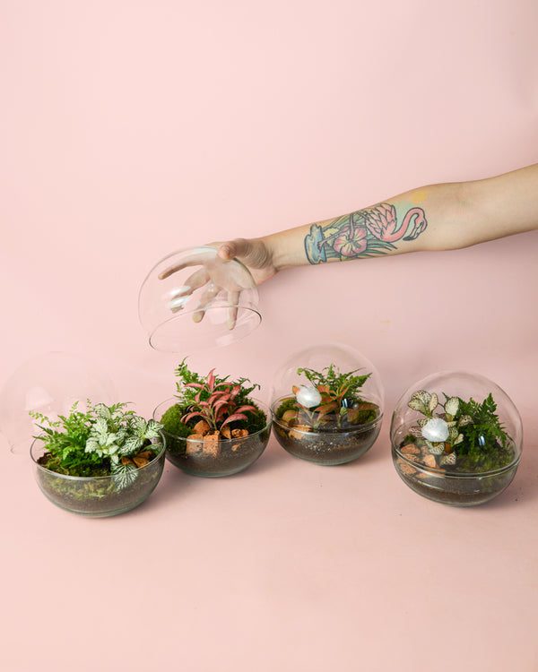 Tipos de Terrários de Plantas