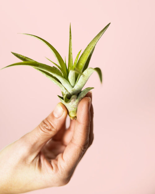 Tillandsia Capitata Mini - Pur Plant