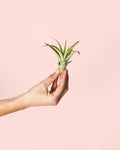 Tillandsia Capitata Mini