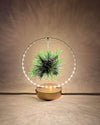 Tillandsia En Círculo De Luz – Dorado - Pur Plant