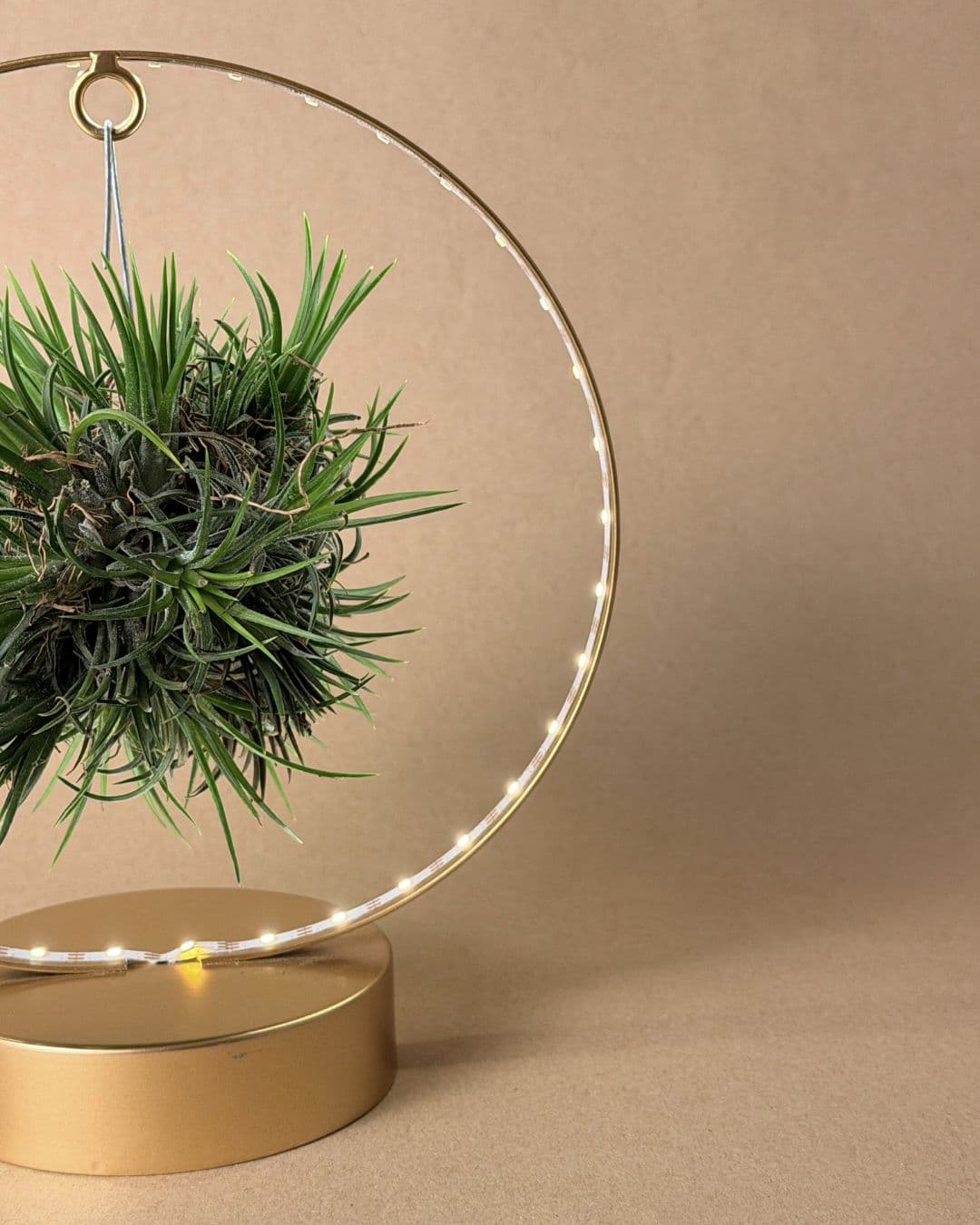 Tillandsia En Círculo De Luz – Dorado - Pur Plant