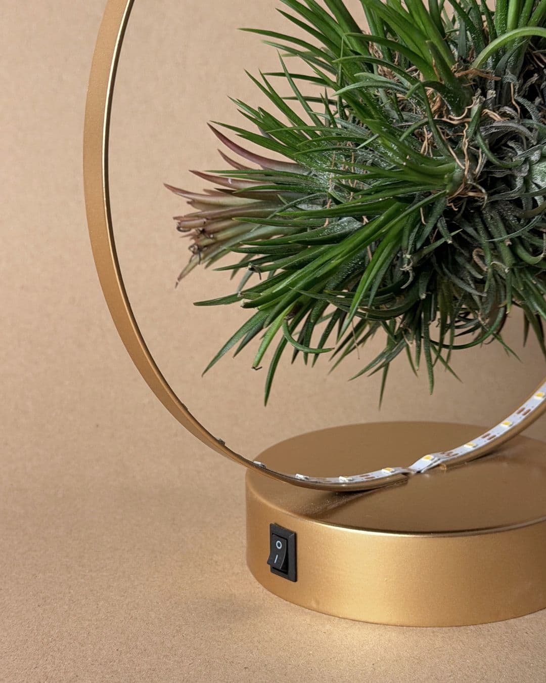 Tillandsia En Círculo De Luz – Dorado - Pur Plant