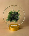 Tillandsia En Círculo De Luz – Dorado - Pur Plant