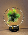 Tillandsia En Círculo De Luz – Negro - Pur Plant