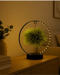 Tillandsia Em Círculo de Luz – Preto