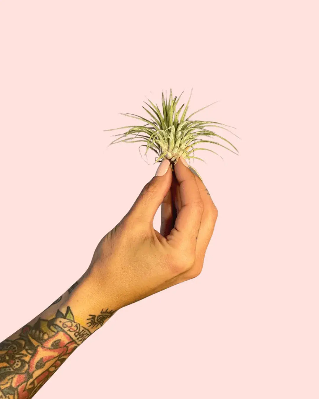 tillandsia-ionanta_1
