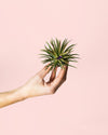 Tillandsia Ionantha - Pur Plant