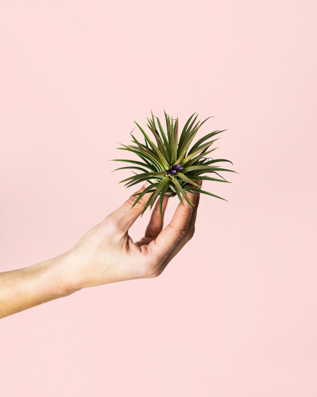 Tillandsia Ionantha - Pur Plant