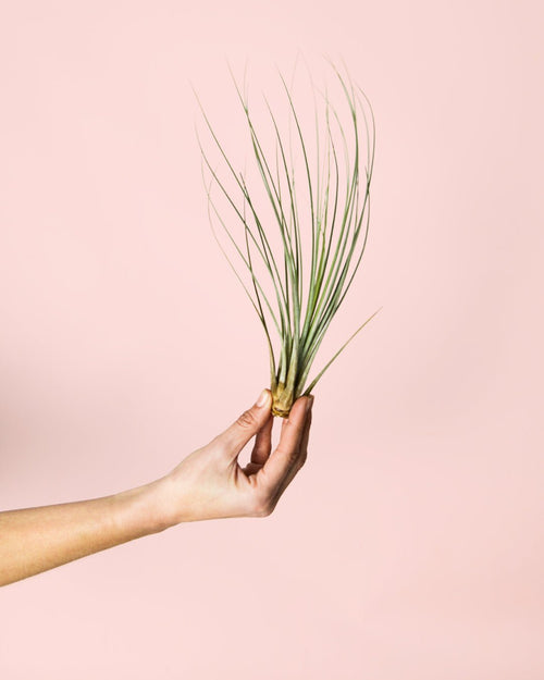 Tillandsia Juncea Mini - Pur Plant