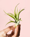 Tillandsia Multiflora Mini - Pur Plant
