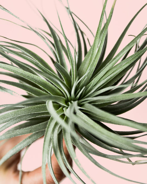 Tillandsia Super Silver - Pur Plant