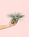 Tillandsia Super Silver - Pur Plant