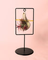 Tillandsias Mix Soporte Decorativo - Pur Plant