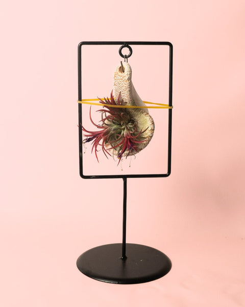 Tillandsias Sortidas Suporte Decorativo