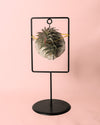 Tillandsias Mix Soporte Decorativo - Pur Plant