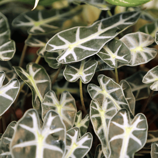 Tipos de Alocasia