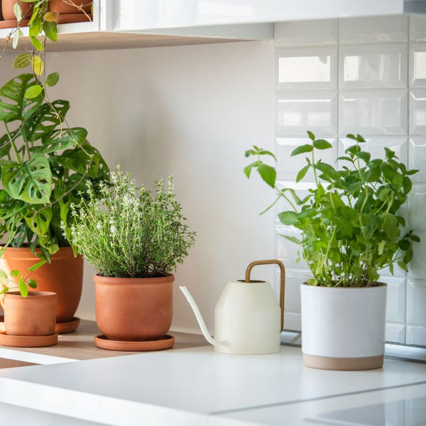 Tipos de Ervas Aromáticas