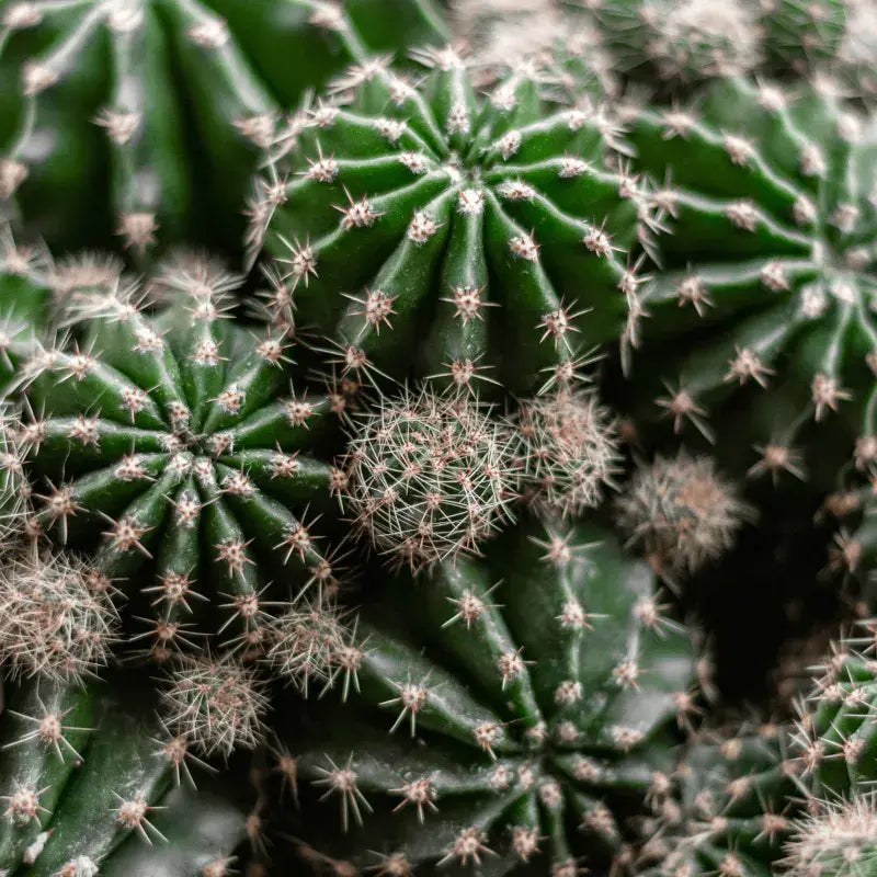 Tipos de Cactos
