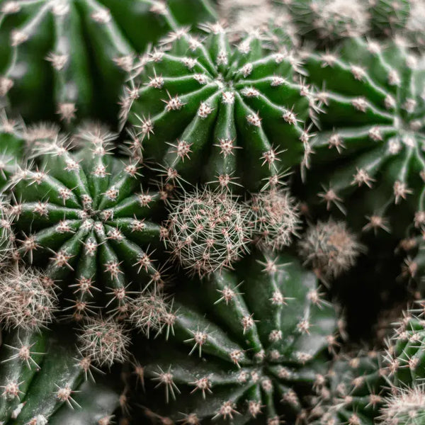 Tipos de Cactos