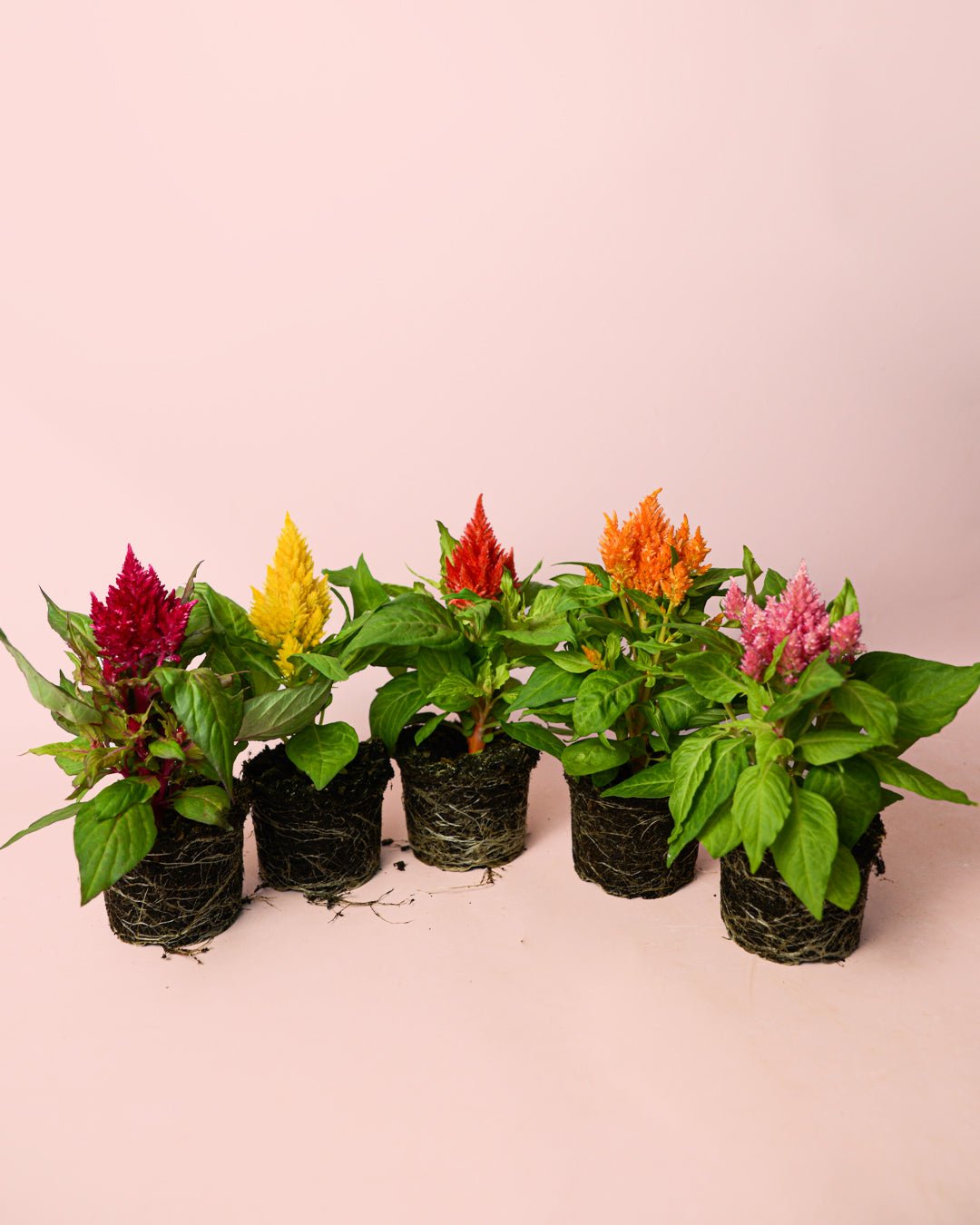 tipos de plantas celosia