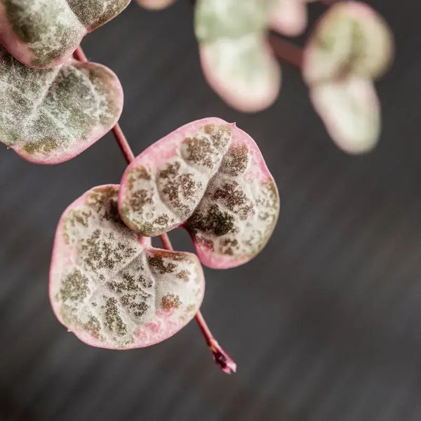 Tipos de Ceropegia
