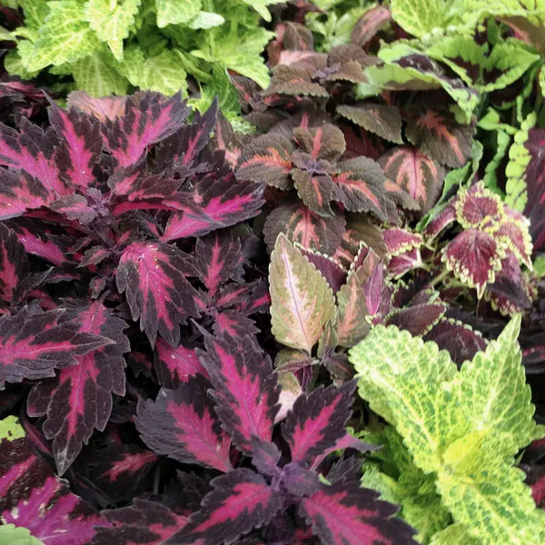 Tipos de Coleus