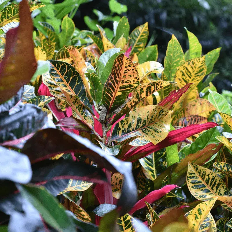 tipos-croton