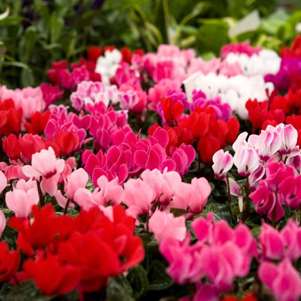 Tipos de Plantas Ciclame