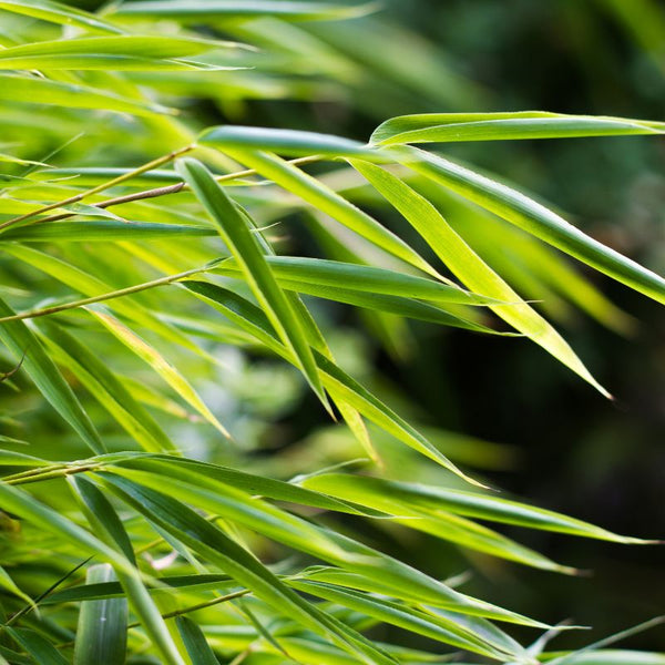 Tipos de Bambu