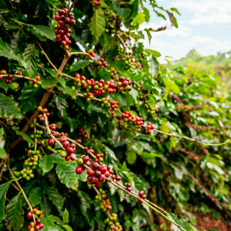 Tipos de Plantas de Café