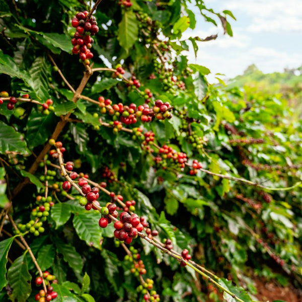 Tipos de Plantas de Café