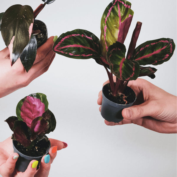 Tipos de Calathea
