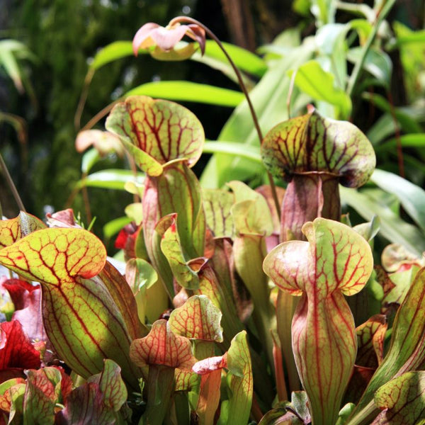 Tipos de Plantas Carnívoras
