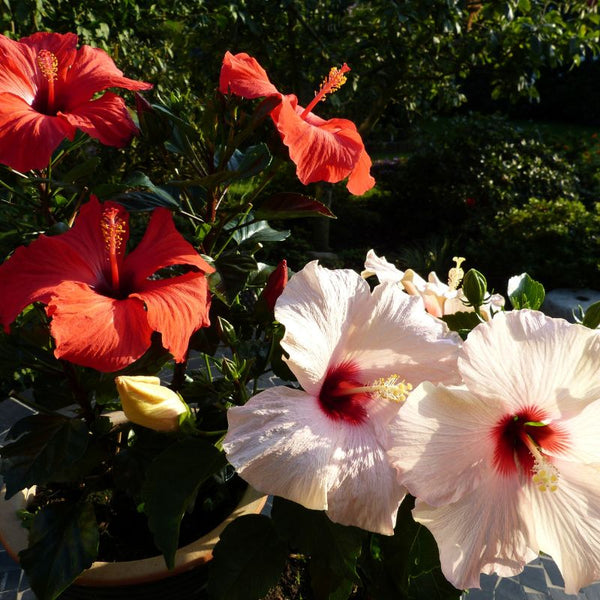 Tipos de Hibisco