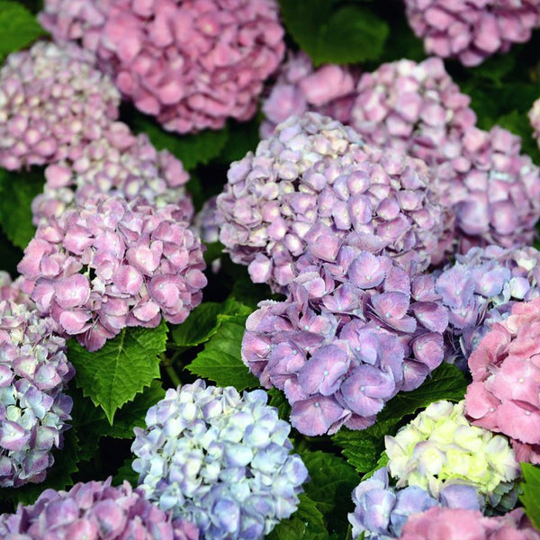 Tipos de Hortênsias