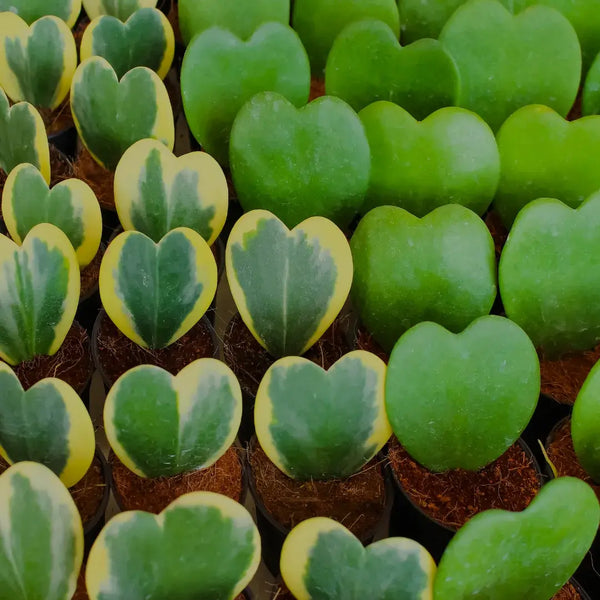 Tipos de Hoya