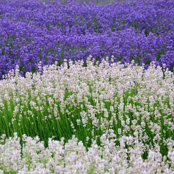 Tipos de Lavanda