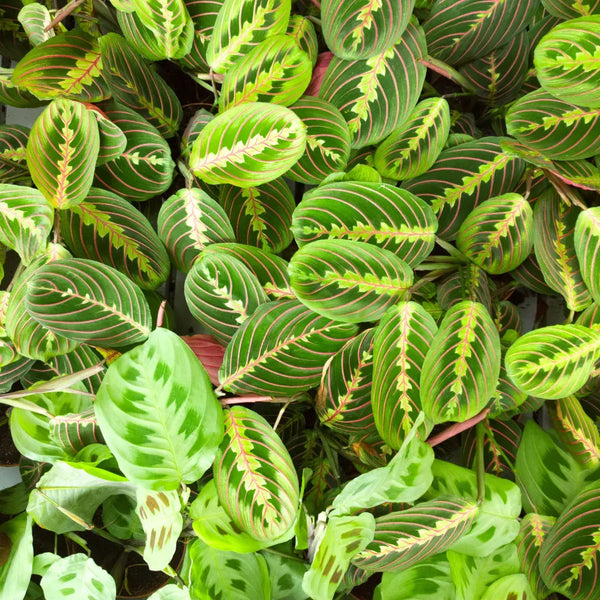 Tipos de Maranta